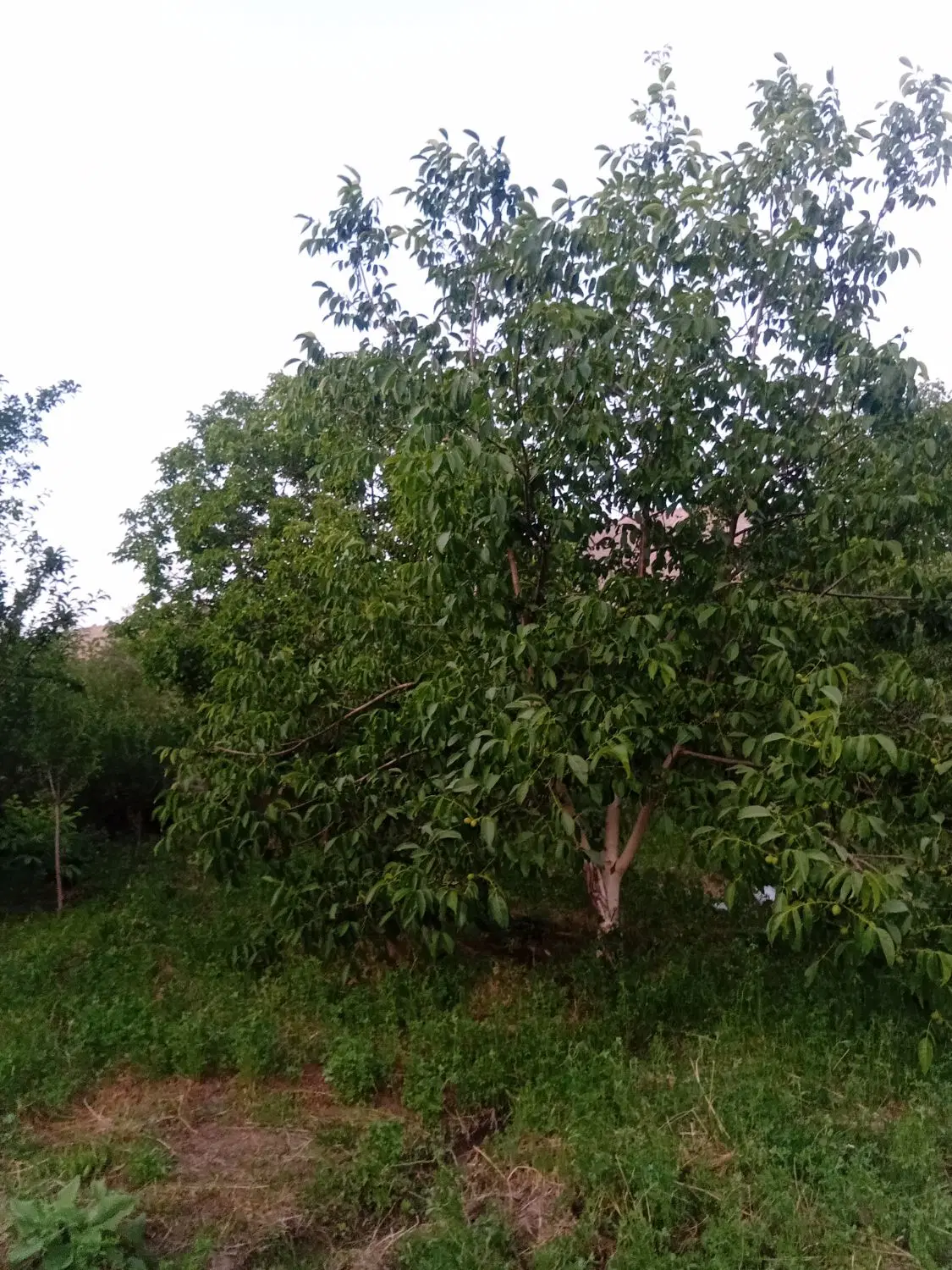 فروش باغ ۱۵۰۰ متری در روستای وهنان بهشت گمشده