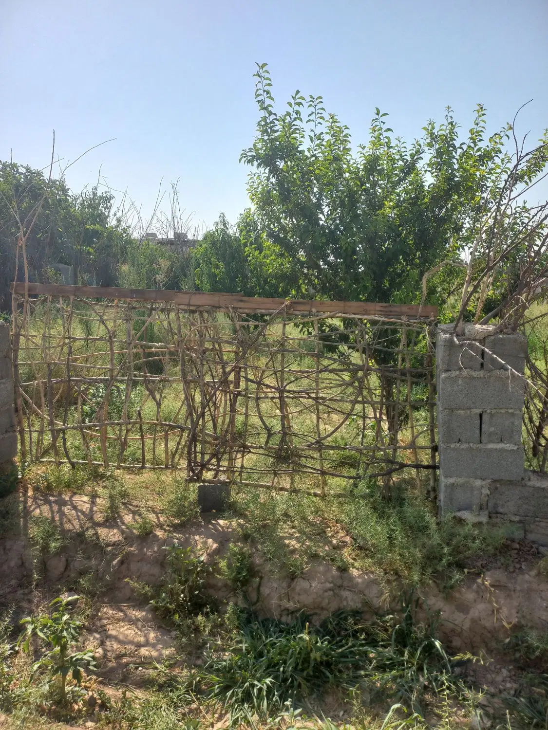 زمین