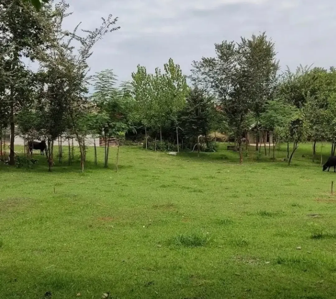 زمین ۲۰۰۰ متری با کاربری باغی کاملا داخل طرح هادی