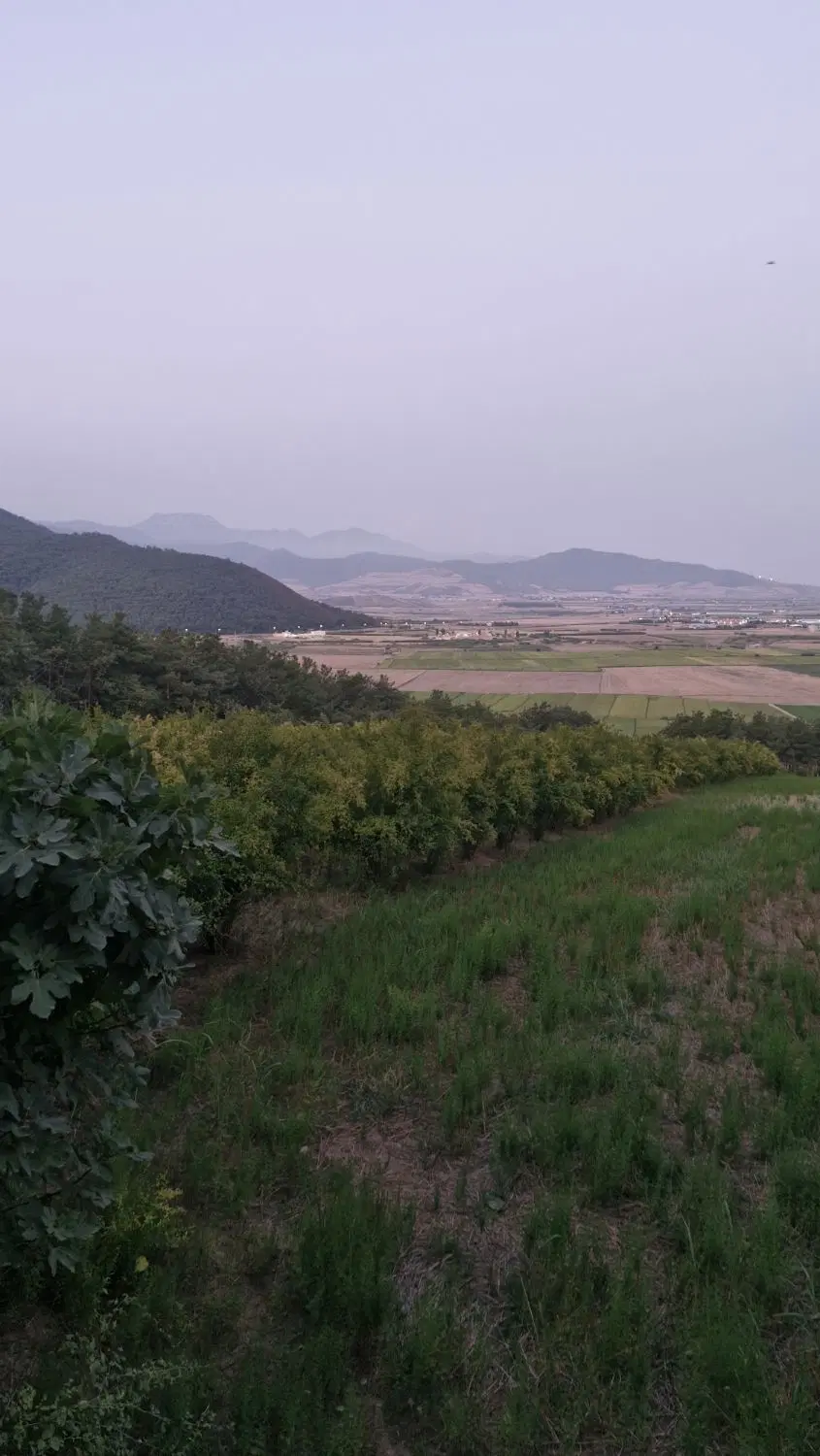 باغ انار