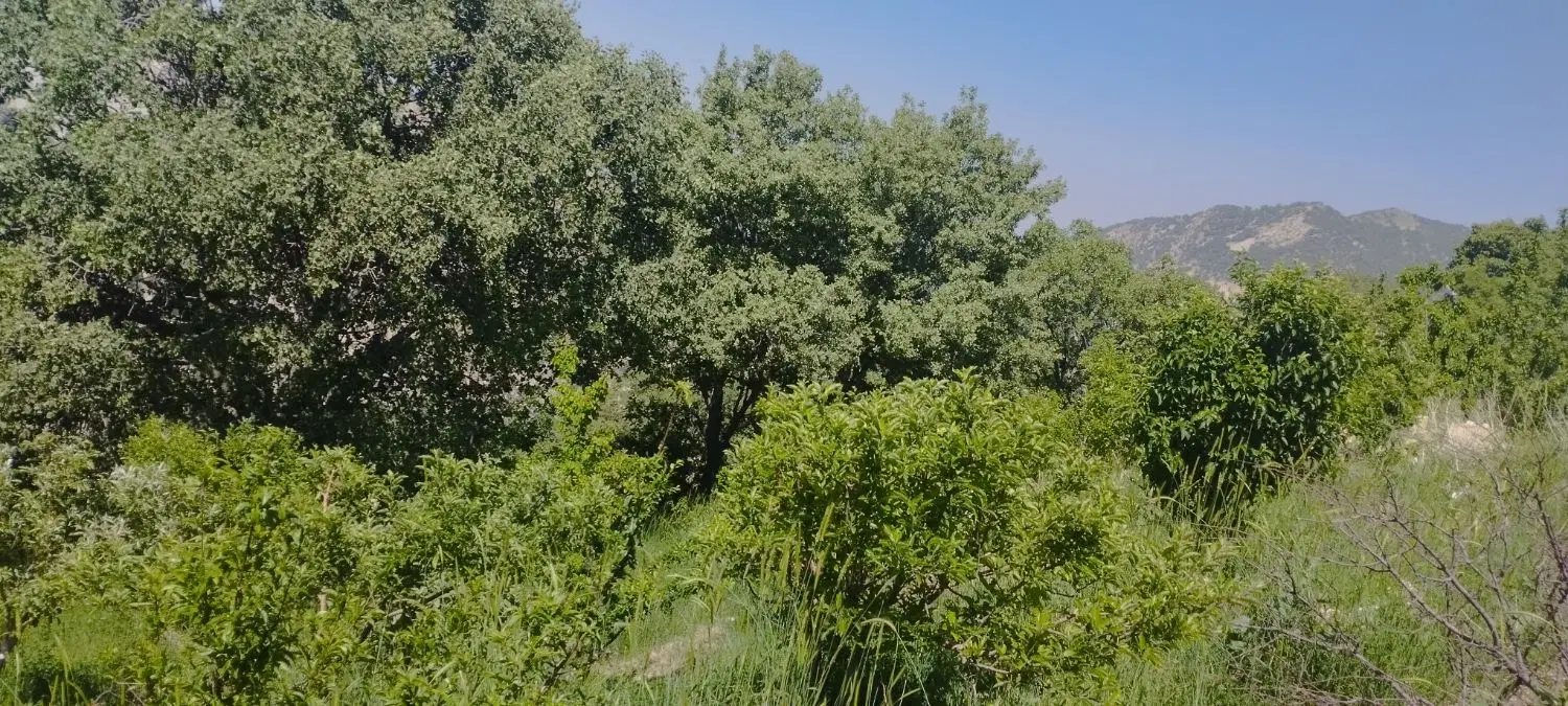 باغ ۶۰۰متری ،مناسب کلبه سوئسی ،معاوضه با خودرو