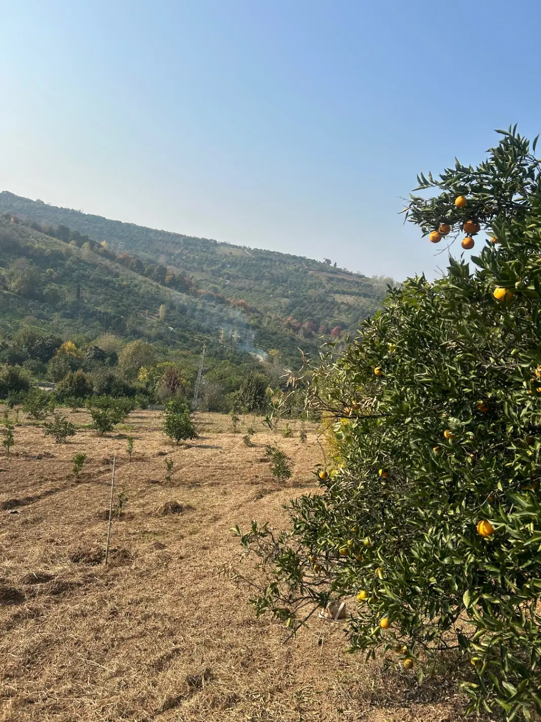 فروش باغ مرکبات