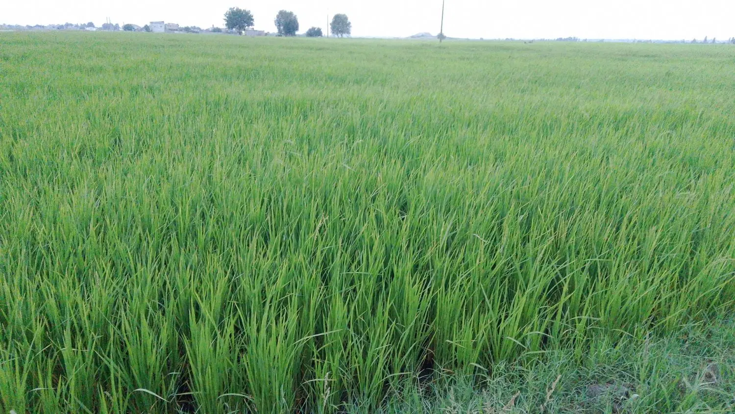 اجاره زمین کشاورزی