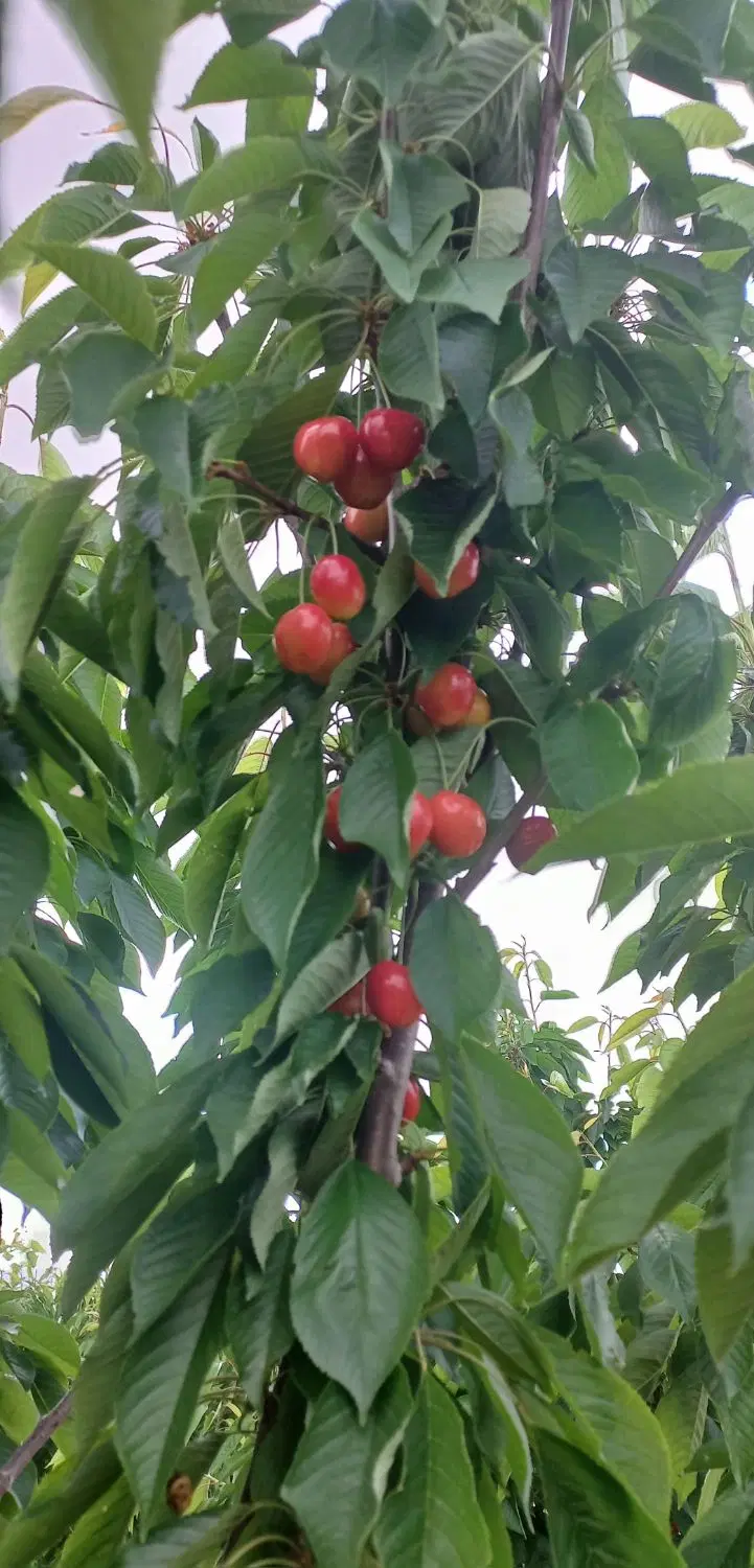 باغ با اتاق وفنس وکانکس در گوار