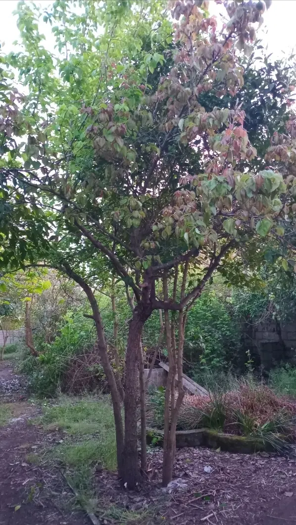 زمین مسکونی ۱۶۰ متر سند تک برگ