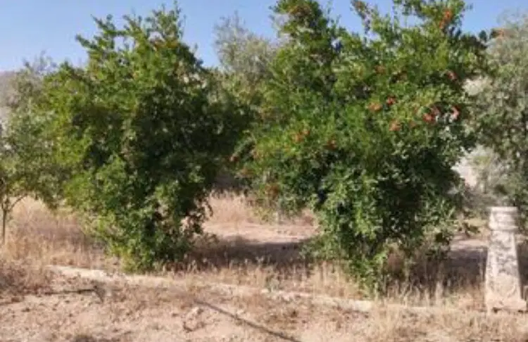 زمین برق دار باغی