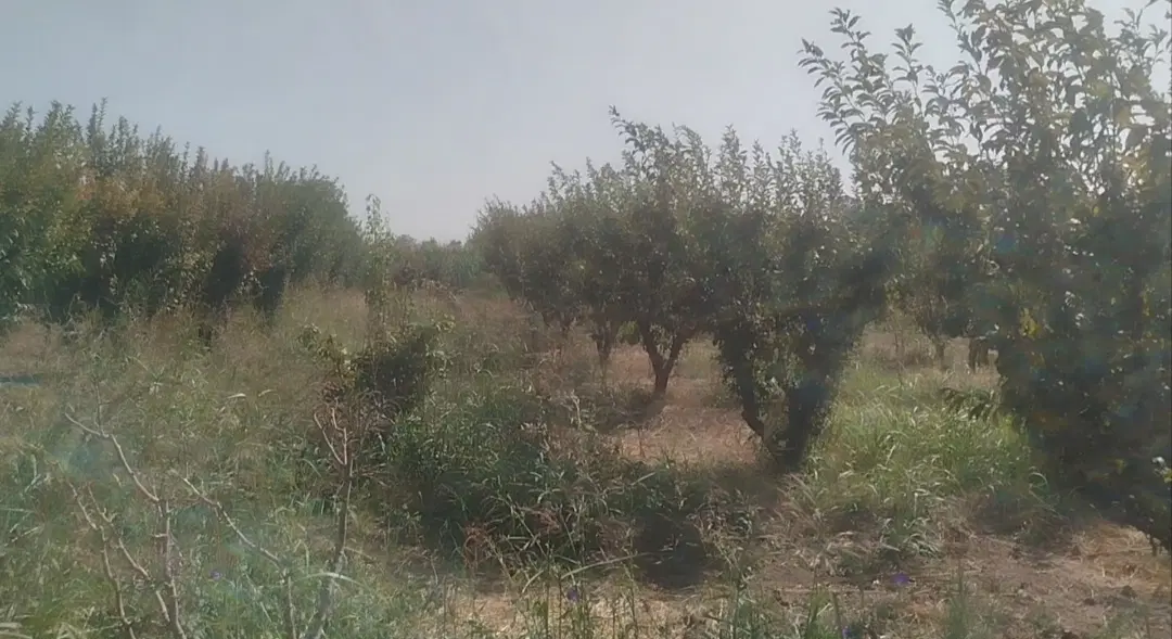 باغ میوه،باغ ویلایی