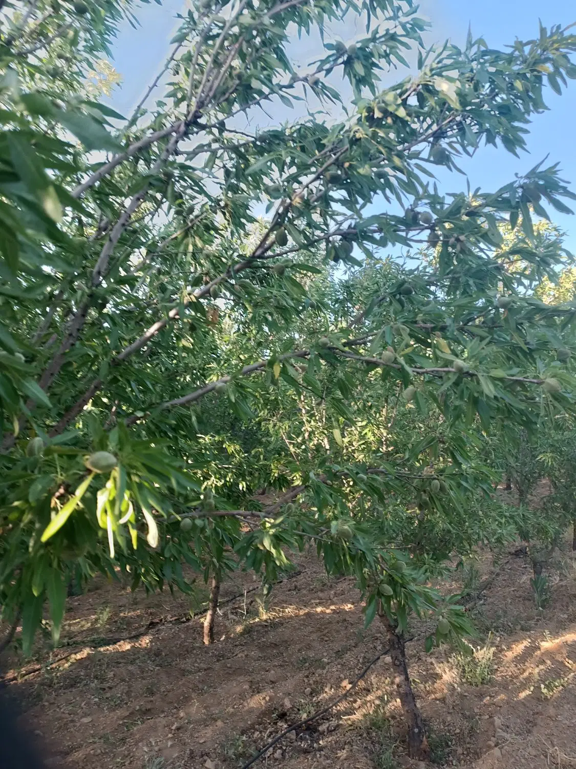 فروش باغ ۵_۵ جریب