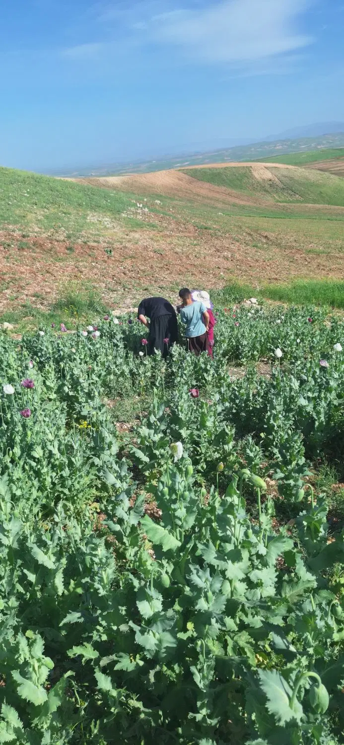 زمین  کرناچی پنجاه متری