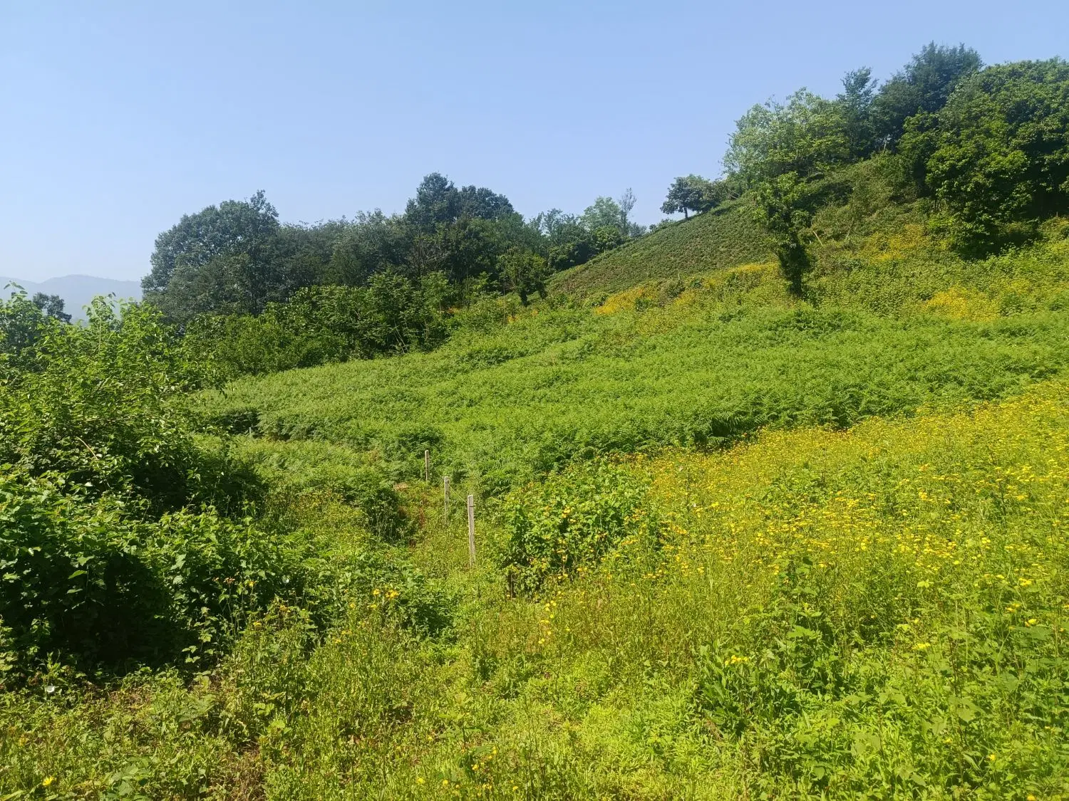 زمین  داخل طرح ۴۹۰متر