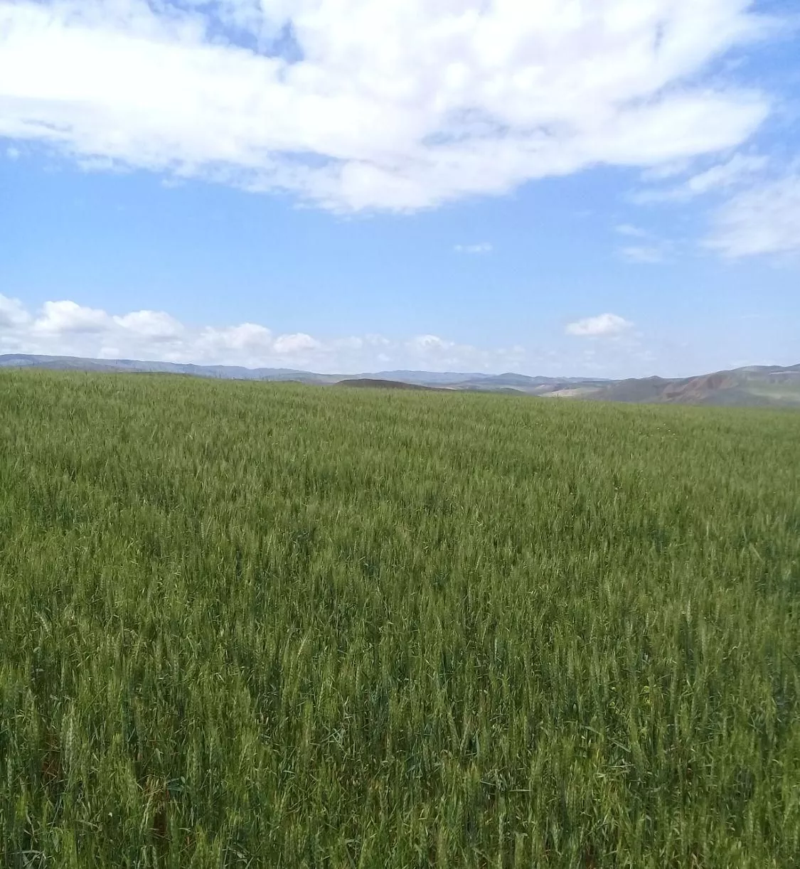 فروش یا معاوضه ۱۰هکتار زمین کشاورزی مرغوب دشت مغان