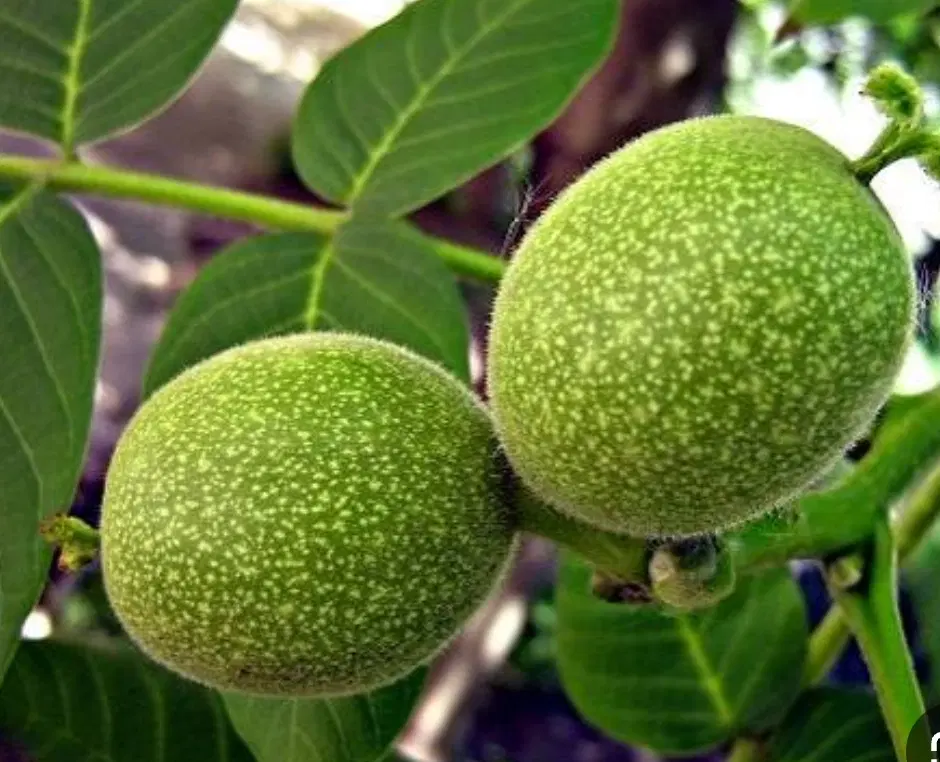 باغ گردو فروشی