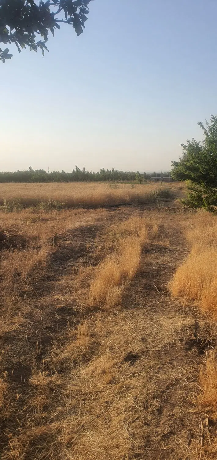 زمین باغی ۲۰۰۰ متر نزدیک شهر کنار اتوبان