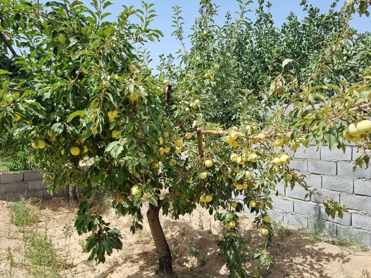 باغ میوه _ سرو ارنان _ مناسب سرمایه گذاری