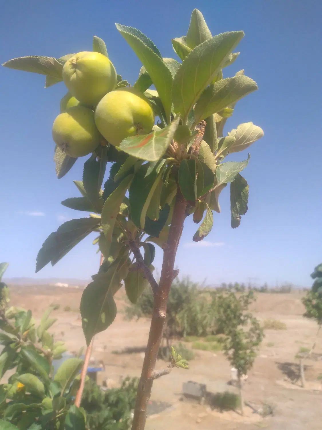 زمین چشمه زیارت.
