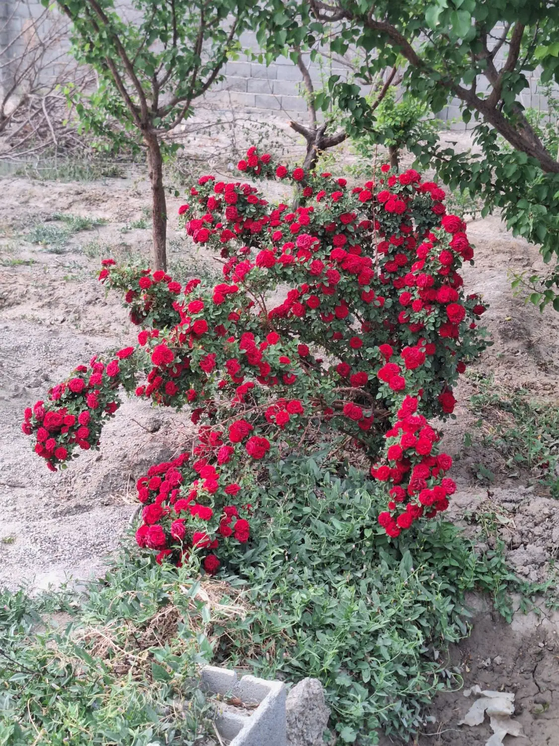 باغ جاده ساحلی زیار