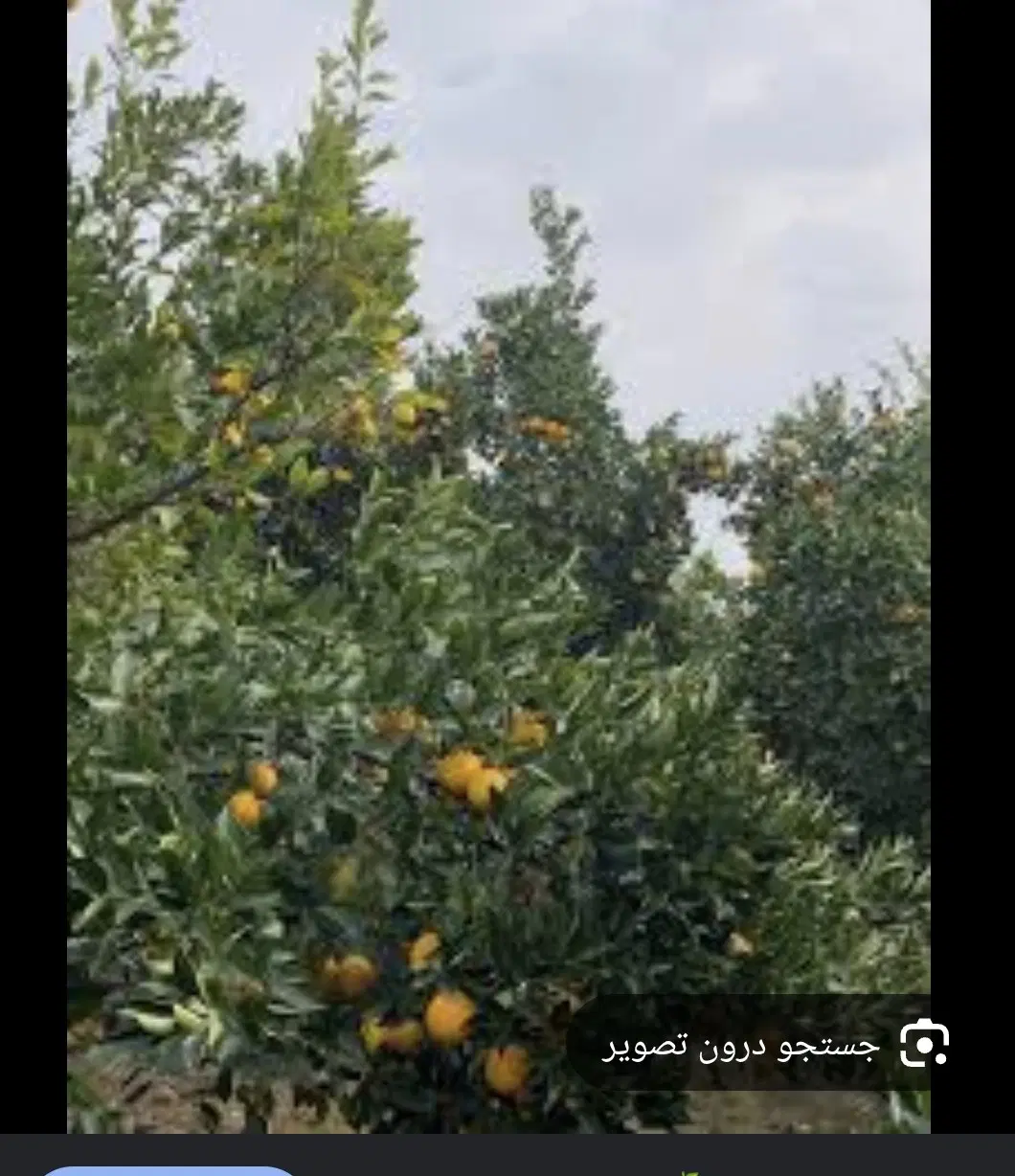 باغچه ۴۳۰متری فرح آباد روستای حمیدنژاد خیابان ورزش