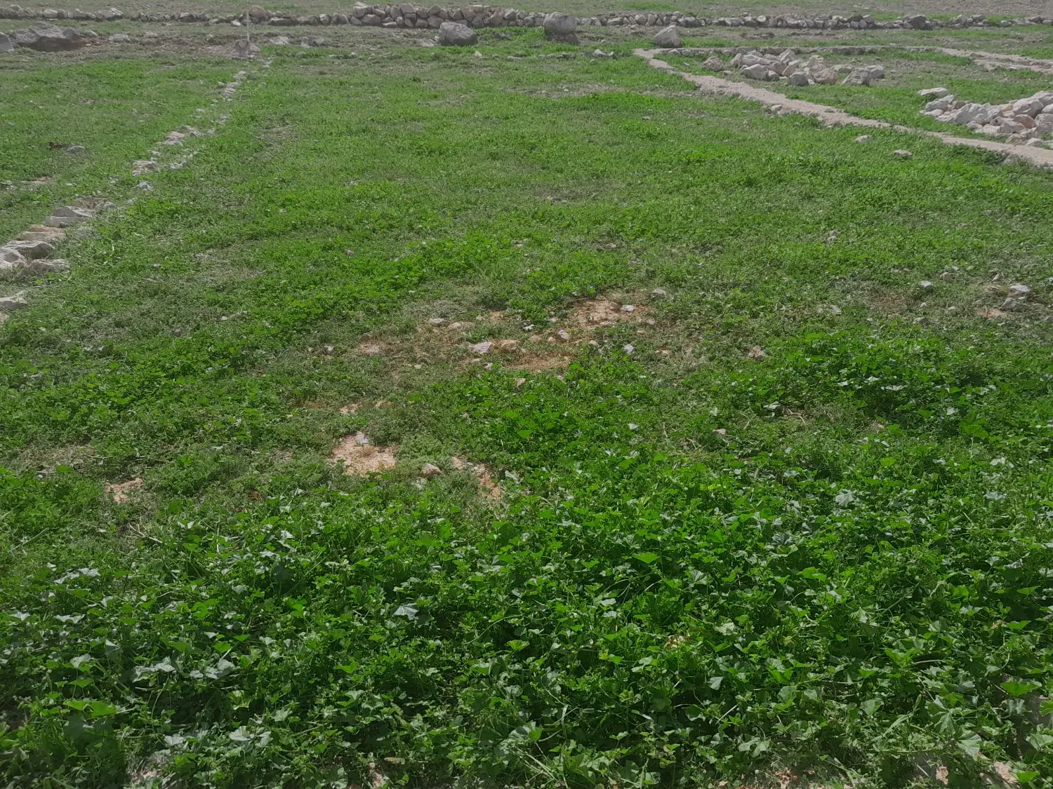 زمین مسکونی