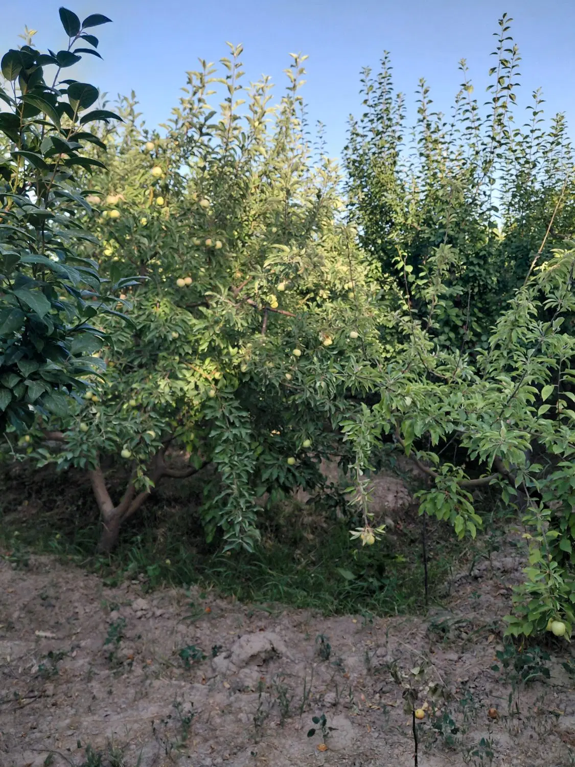 باغ ویلا ۱۰۰۰ متری لوکیشن خوب