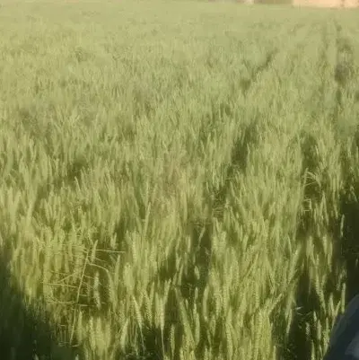 ۱۹۰۰ متر زمین در چنگیز قلعه