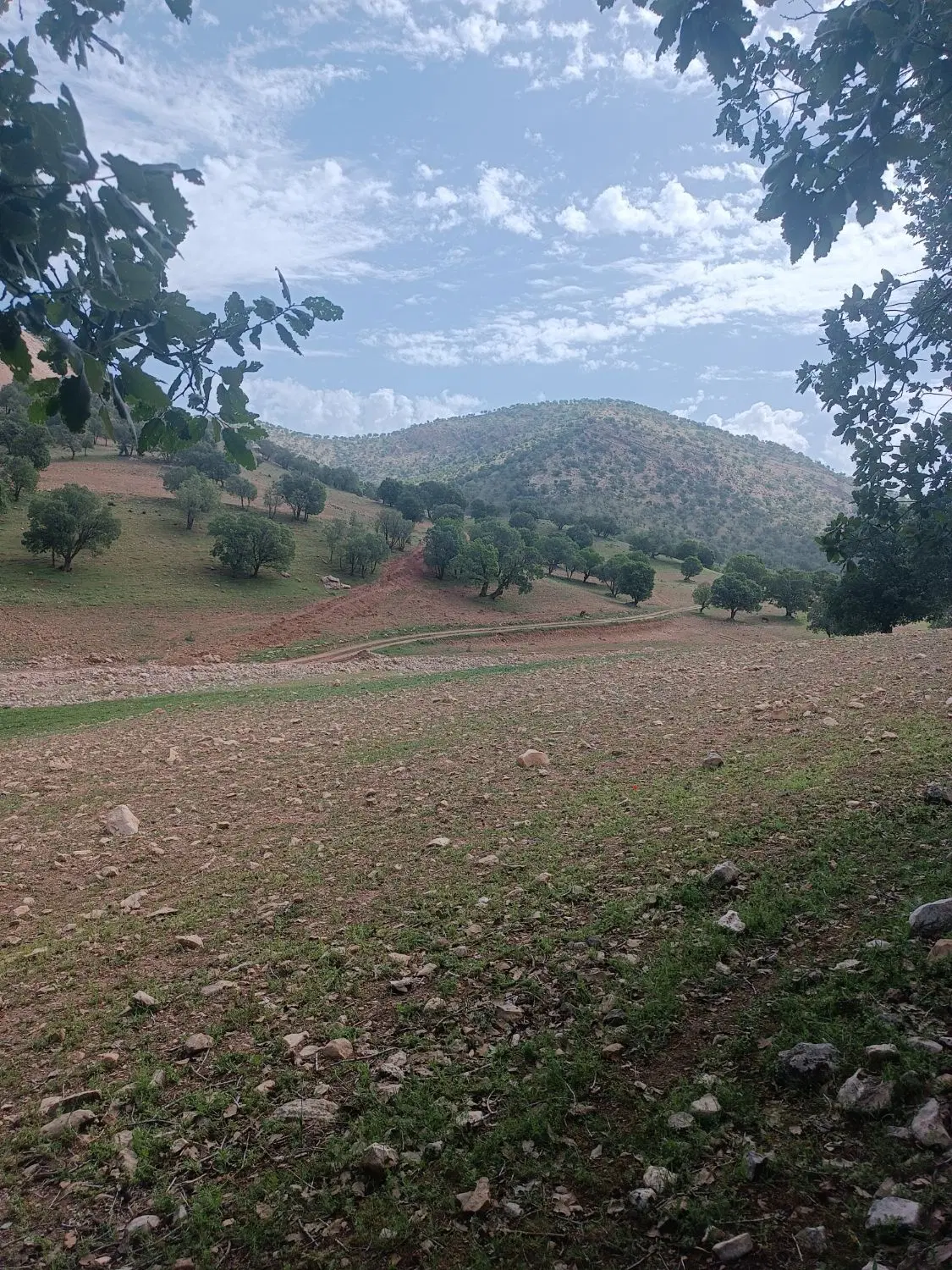 زمین