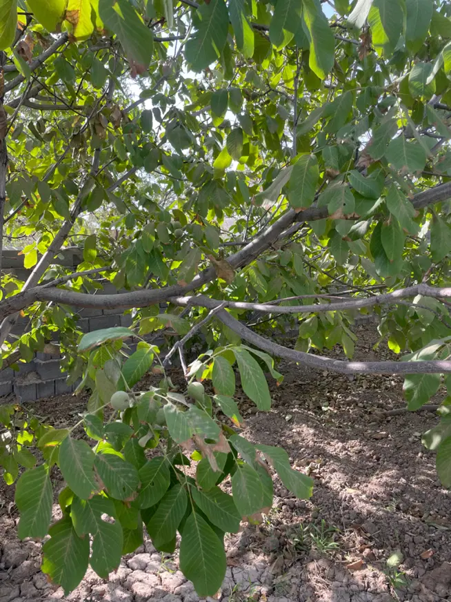 باغ ویلا با درختای بادوم گردو آلو مو