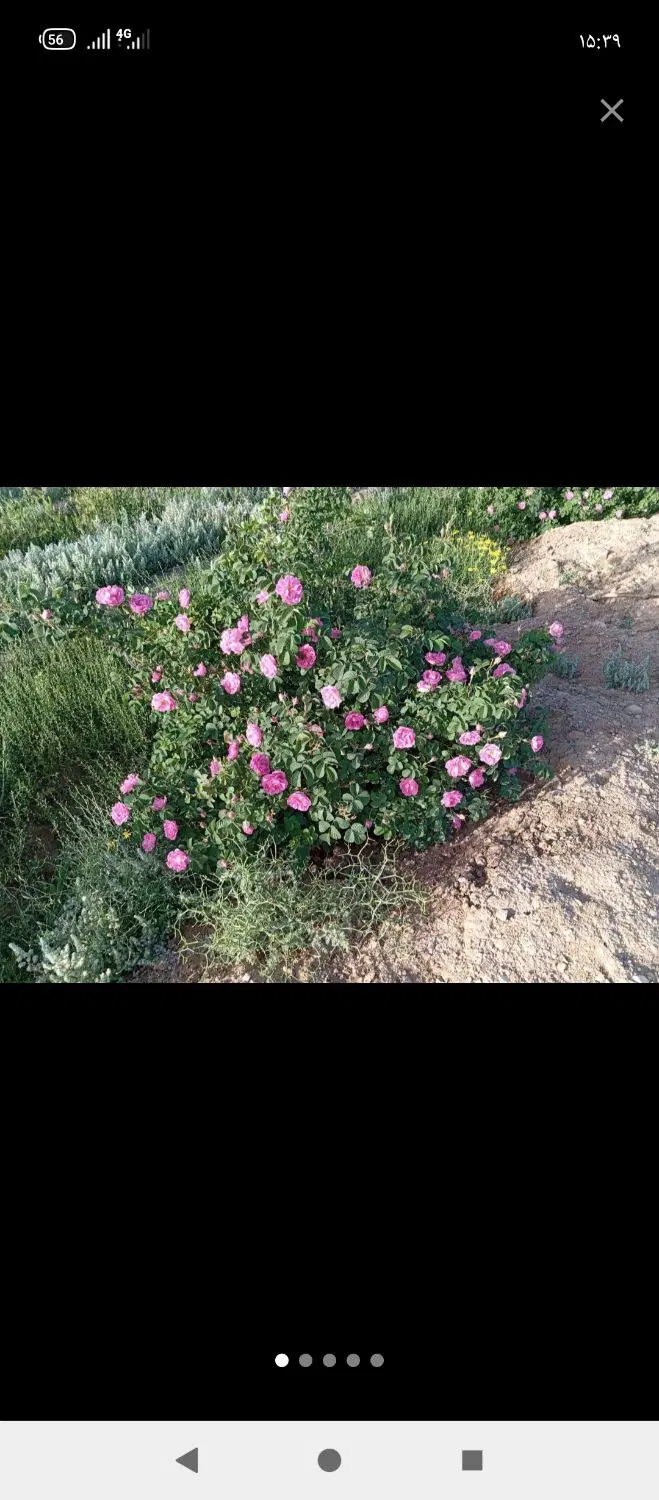 زمین کشاورزی پسته و عناب