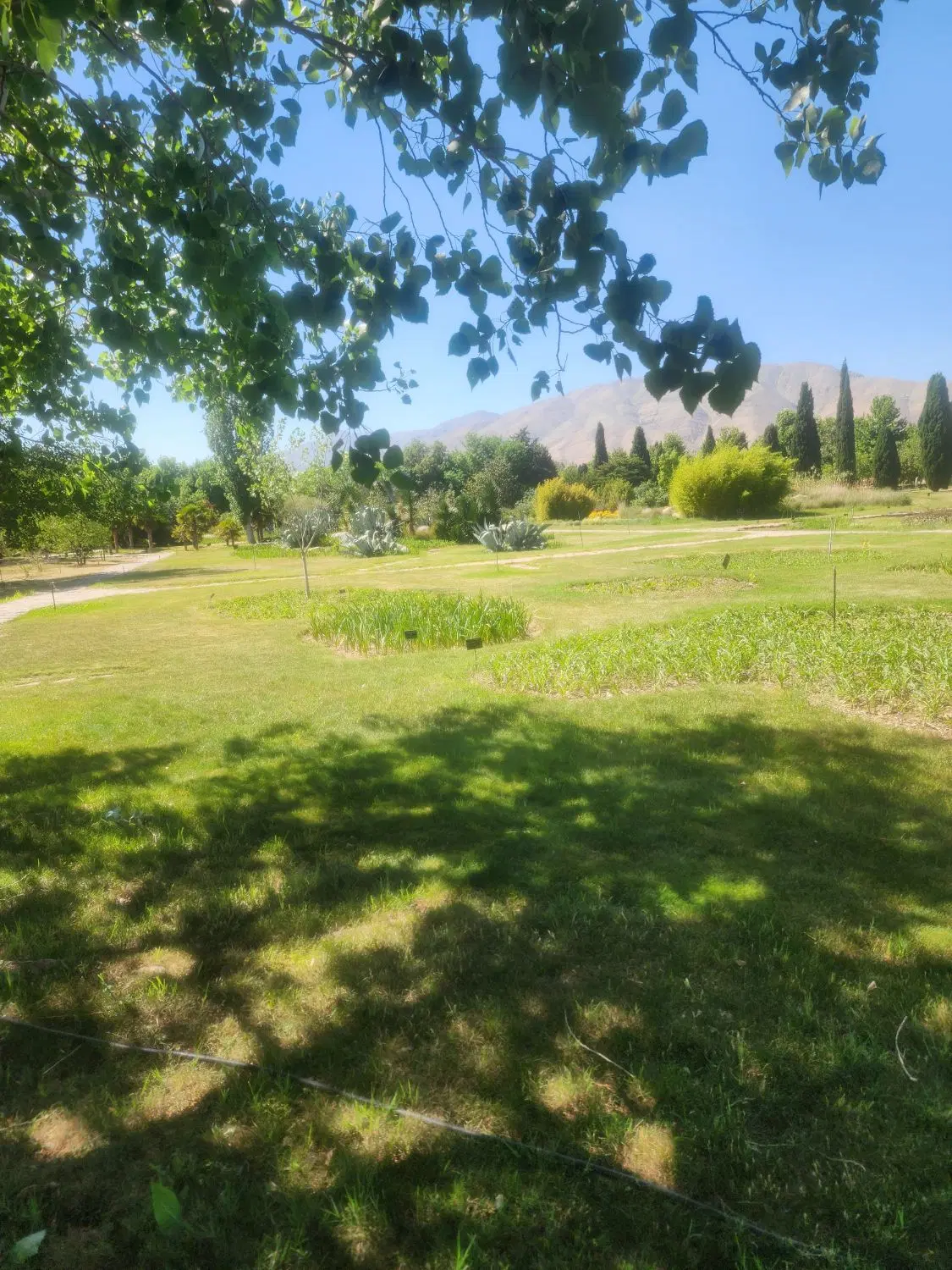 زمین مسکونی سند تک برگ