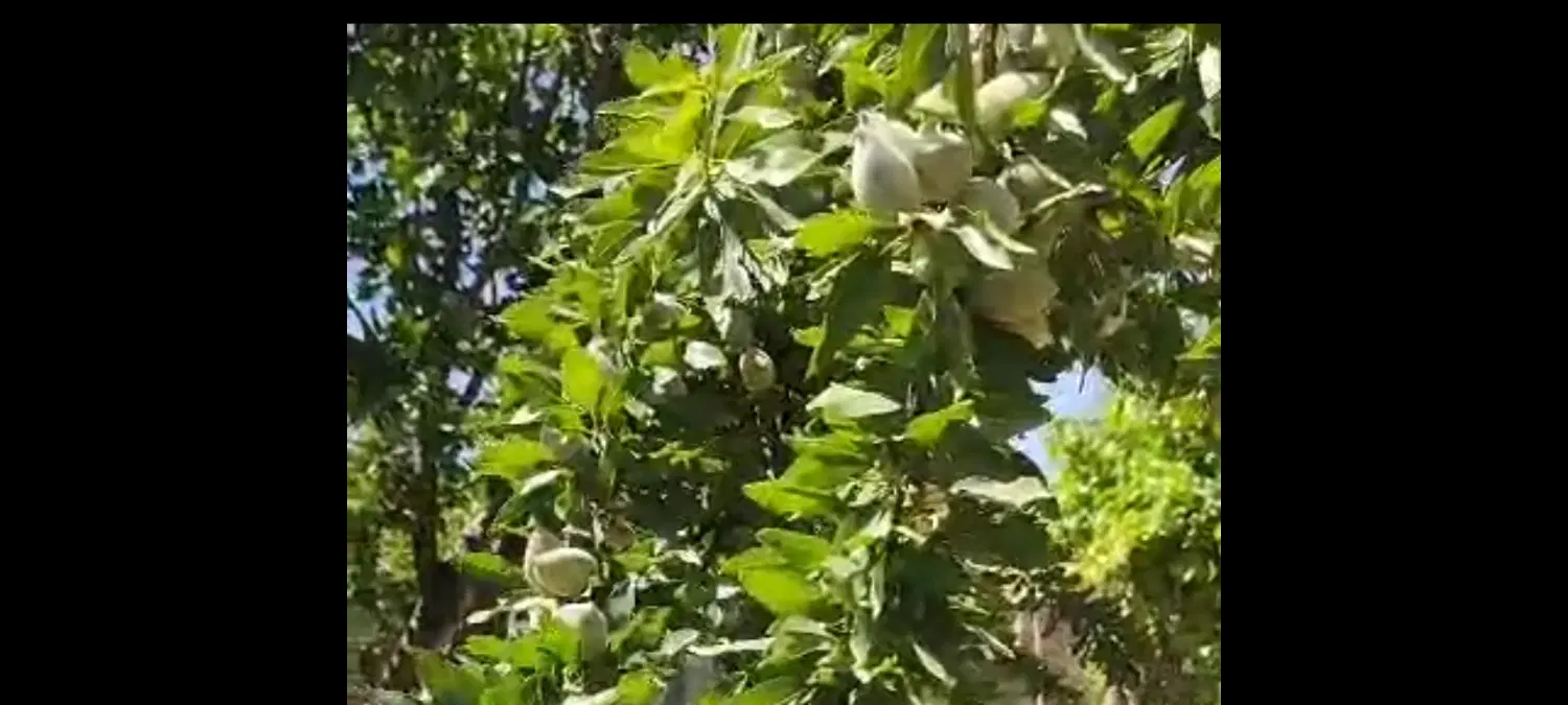 فروش باغشهر فاز 3 سیاخ