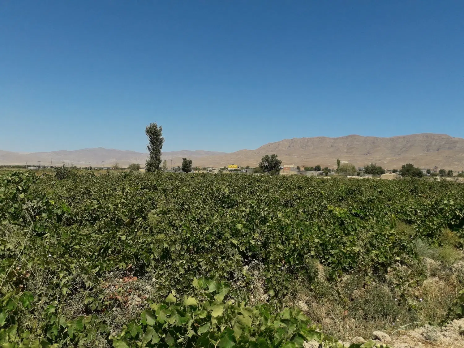 باغ انگور و۲۰۰۰ متر زمین جای زعفران