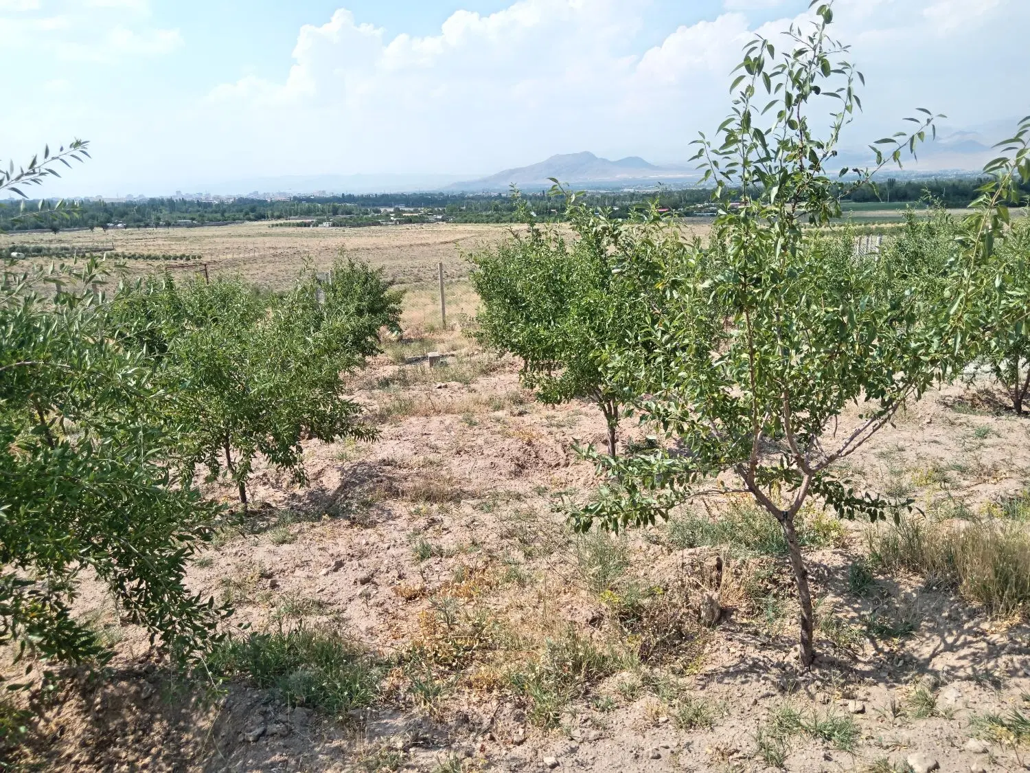 باغ بادام دیمی جاواش