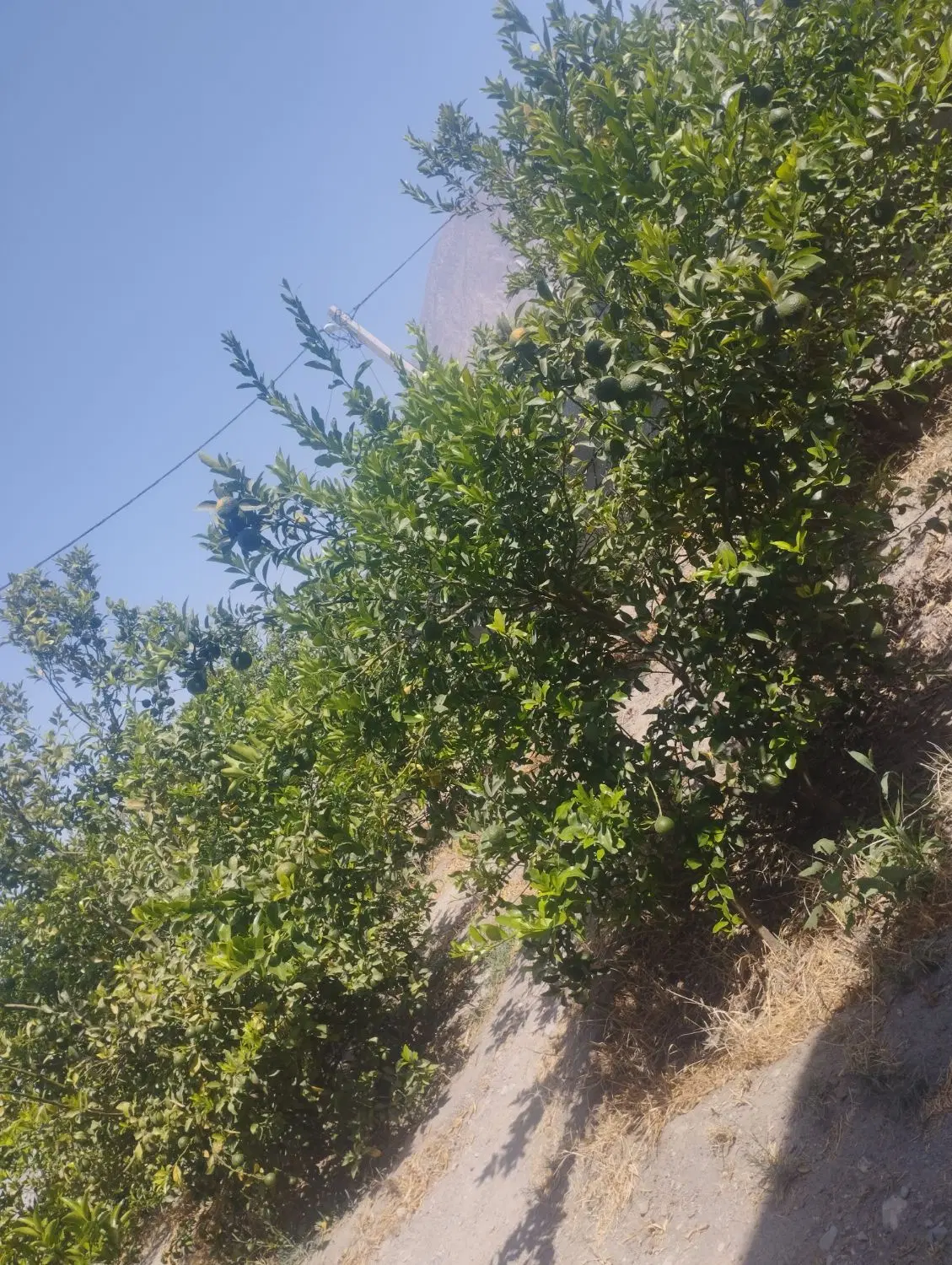 زمین مسکونی