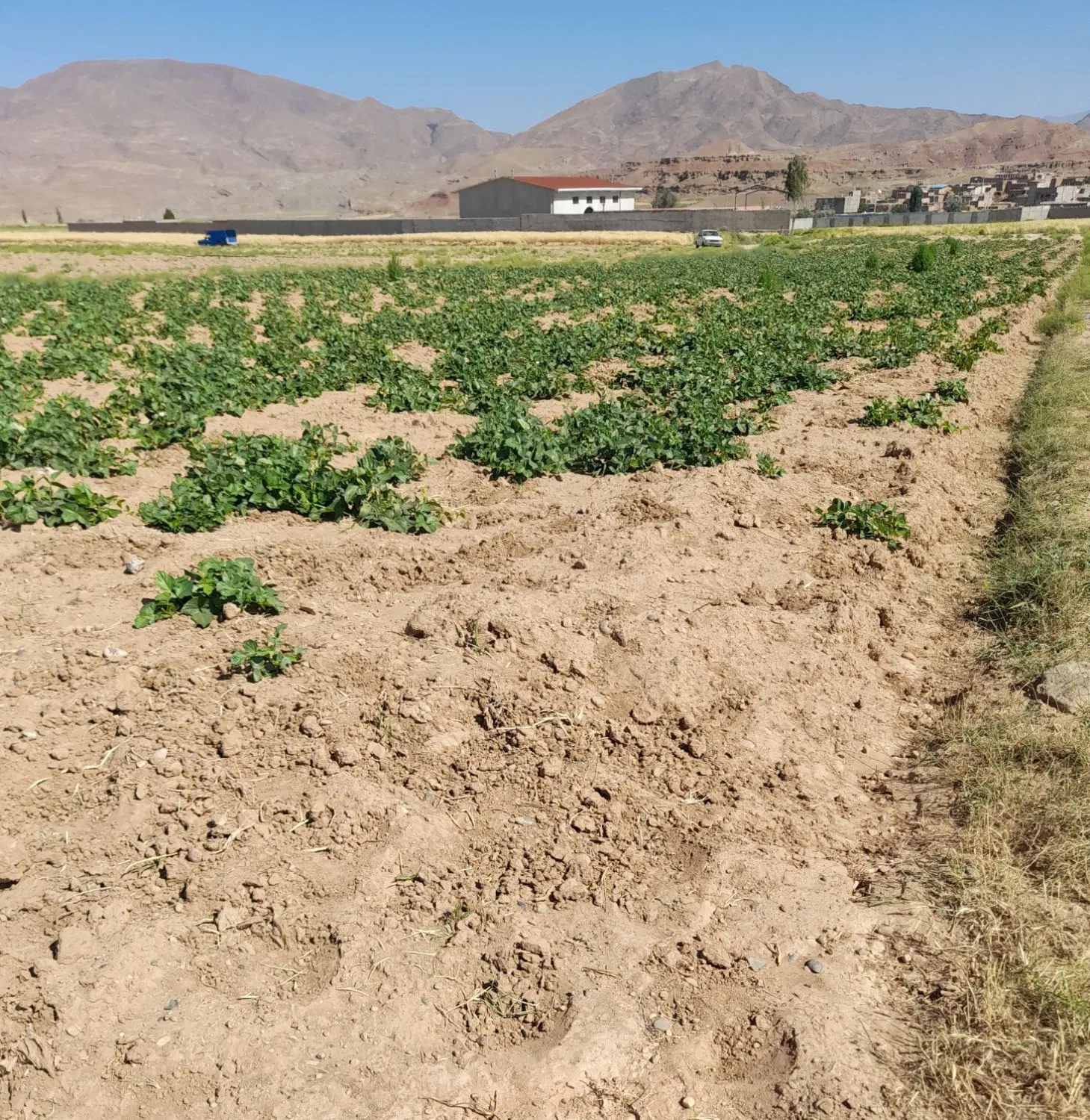 زمین زراعی در روستای گمند