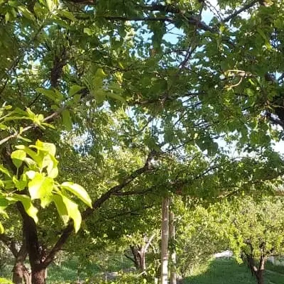 باغ باغچه .ویلا