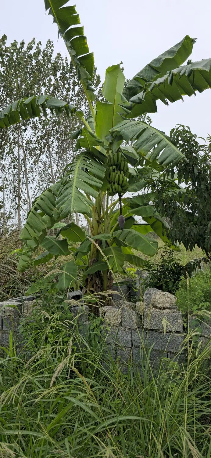 خانه ویلایی