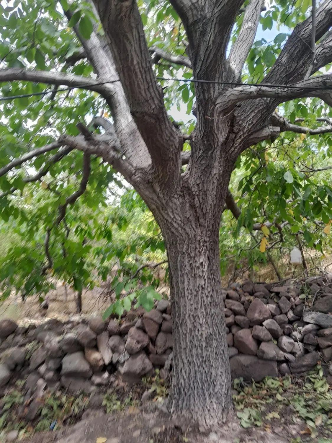 خونه ویلایی ومبله با دوقطعه زمین دارای ۲۰ عدد درخت