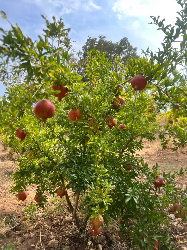 فروش باغ ثمری ۱۲۰۰ متری
