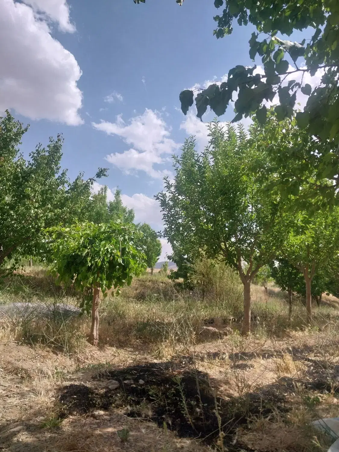 باغ ۵۰۰۰ هزار متری