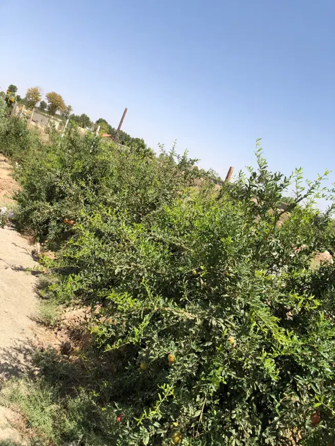 باغ باغچه ۱۵۰۰ متری در پیشوا ورامین