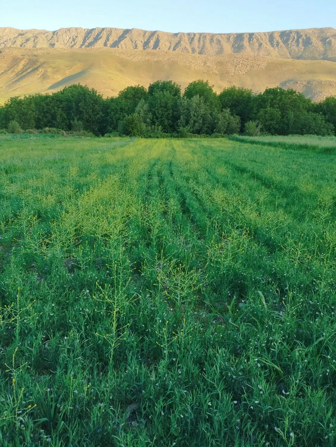 زمین برای باغ و ویلا