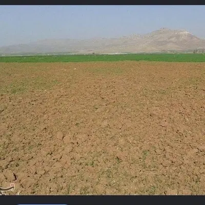 زمین کشاورزی دیم