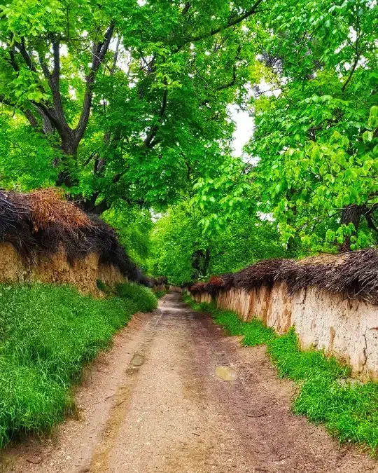 مرکز فروش باغات قصردشت