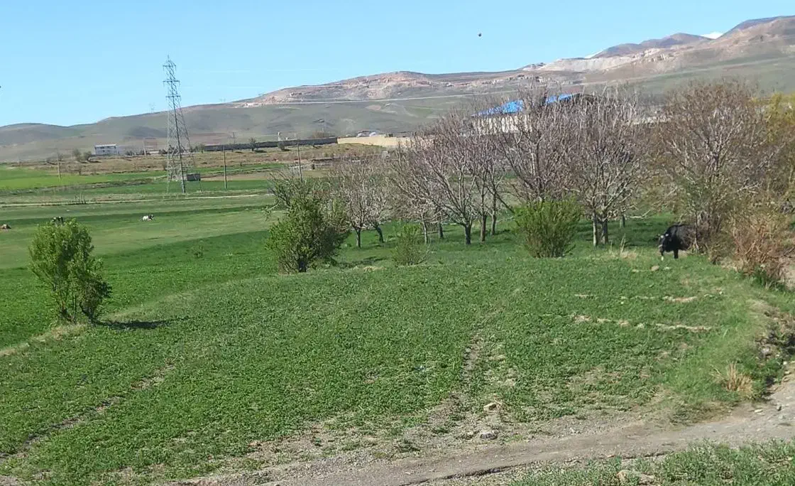 زمین باغی