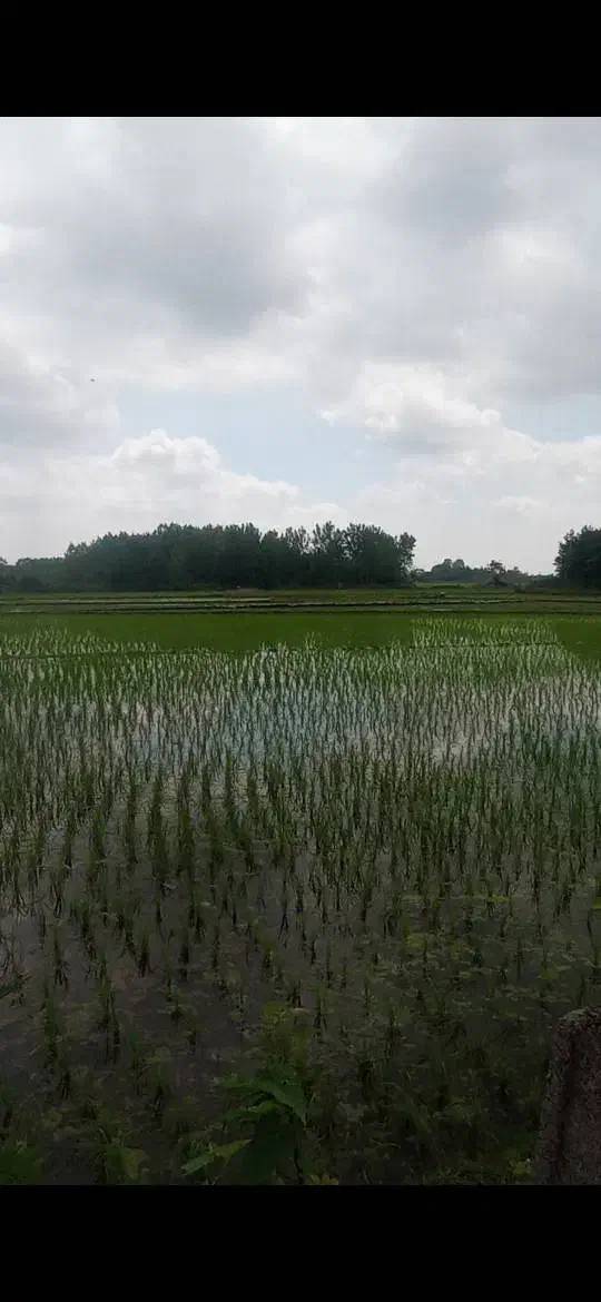 ویلایی کلنگی با ۵۰۰ متر زمین مسکونی شکاری