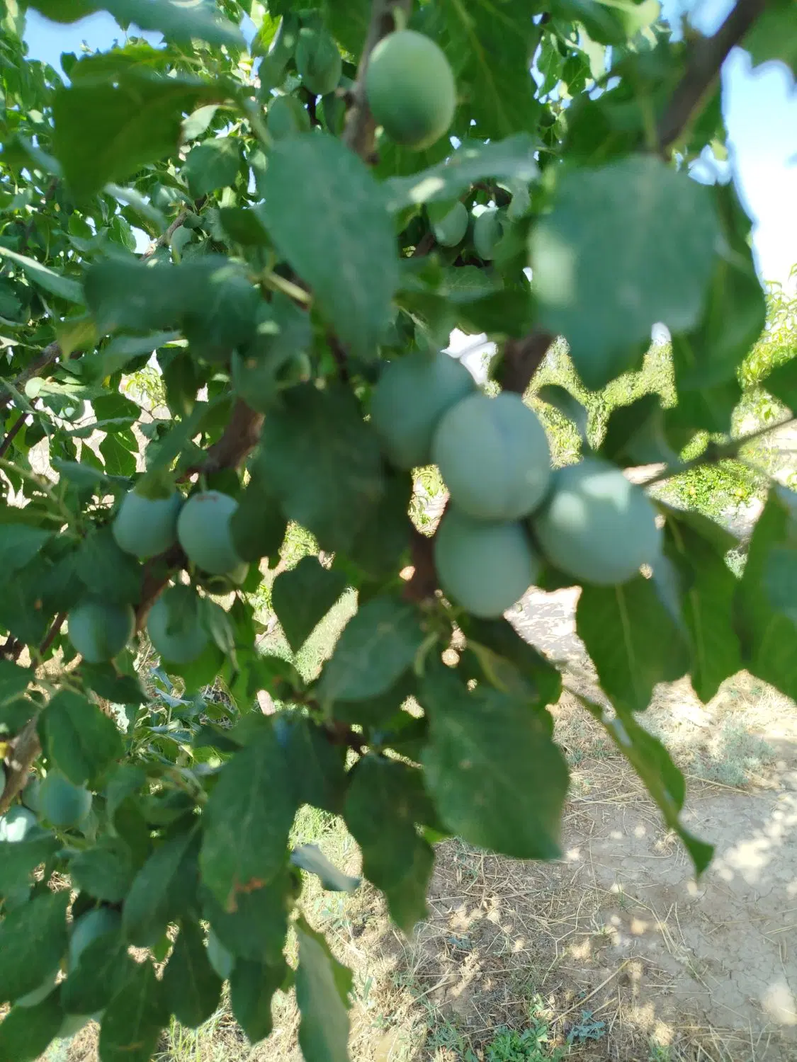 فروش زمین