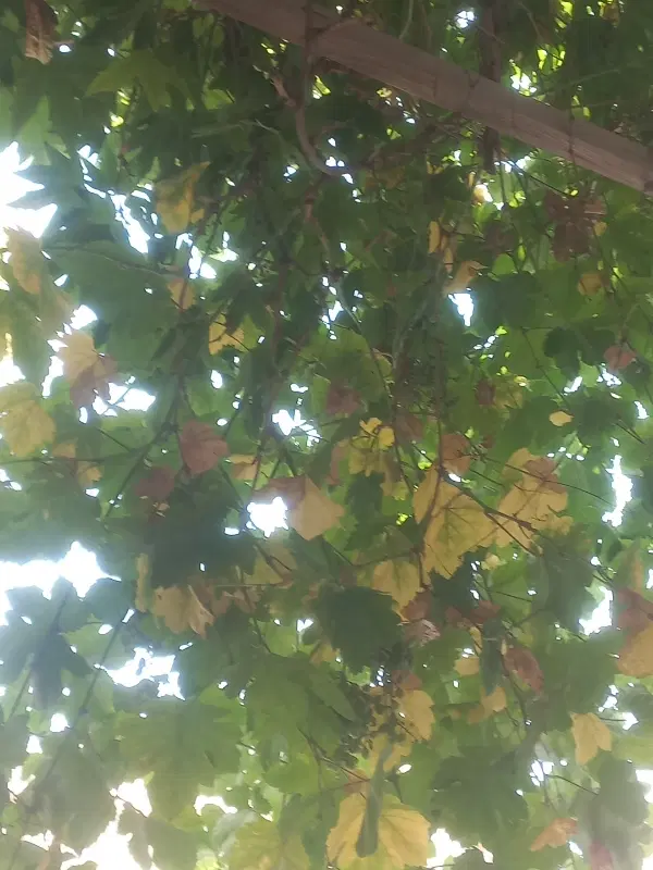 کوشک ۹۰۰متر باغ با امکانات