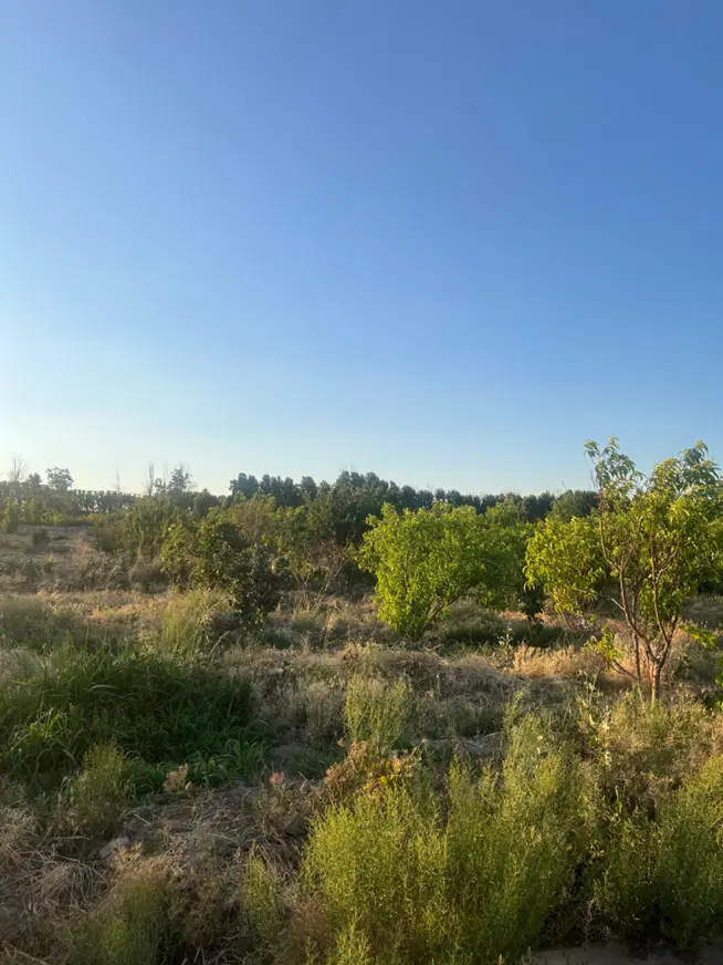 زمین خیابان پدم
