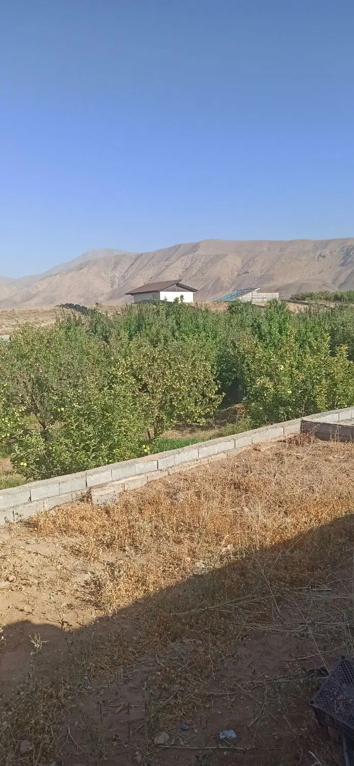 سربندان باغ  سیب هلو شلیل زردآلو گیلاس آلبالو و