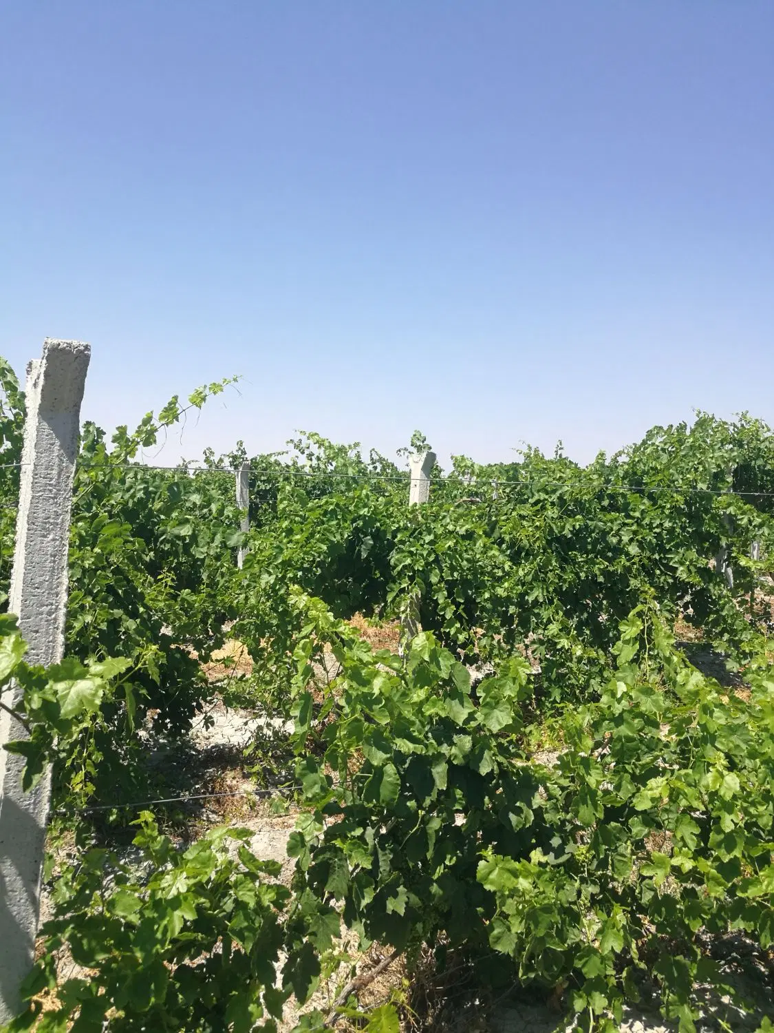 باغ انگور جاده کلانتری
