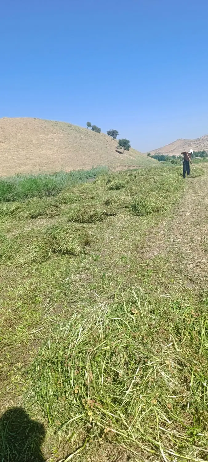 فروش زمین برنجکاری در بهترین مکان